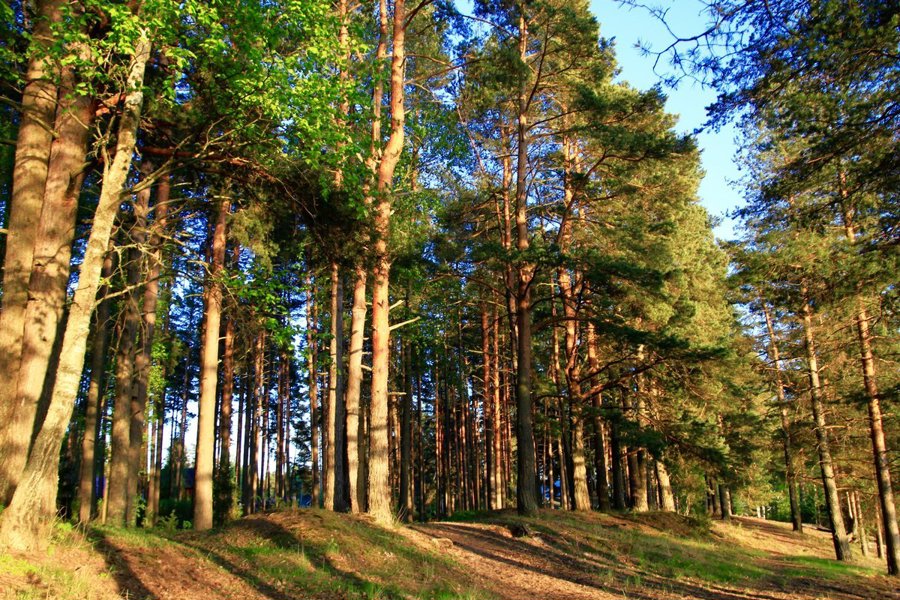 Безопасный отдых в лесу: основные правила
