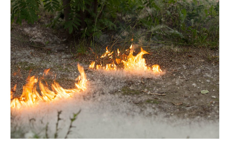 ГКЧС Чувашии : «Тополиный пух может стать причиной пожара»