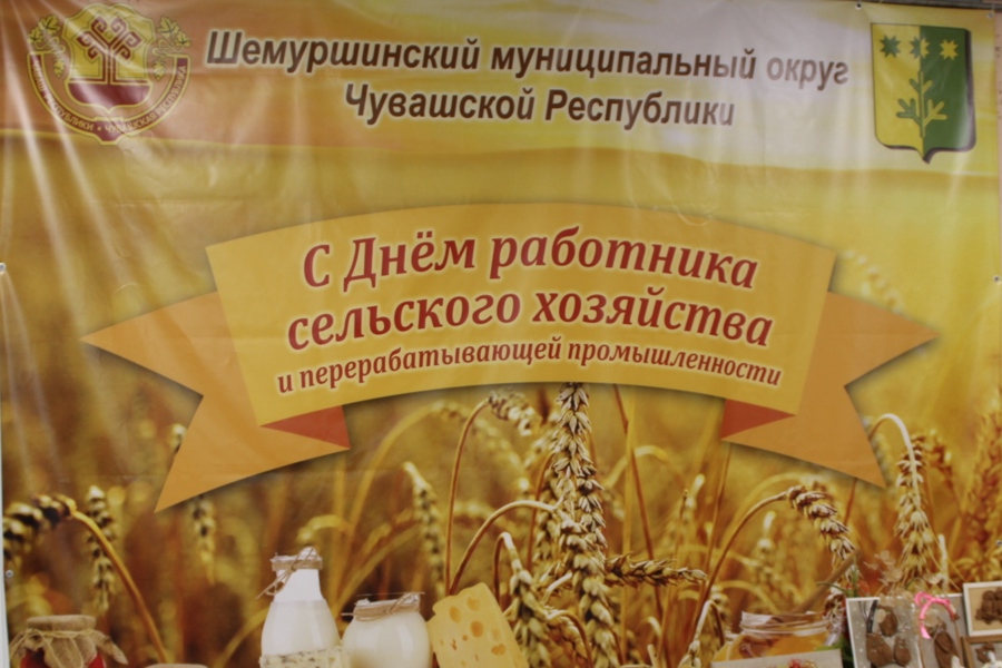 В Шемуршинском муниципальном округе отметили День работника сельского хозяйства и перерабатывающей промышленности.