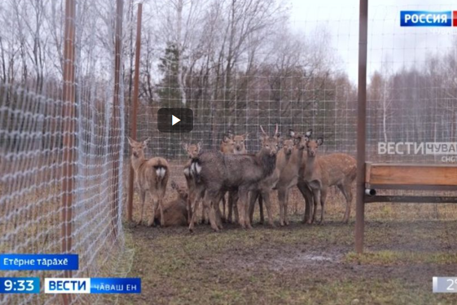 Вӑрман чӗрчунӗсене читлӗхре ӗрчетсе сунар ӗҫне аталантаракан ӑнӑҫлӑ тӗслӗх // ГТРК «Чувашия».  2024.11.20.