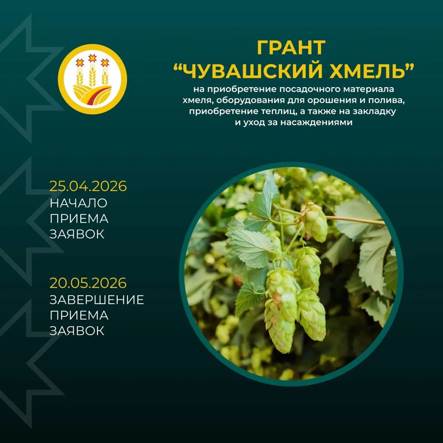 Грант «Чувашский хмель»: поддержим развитие хмелеводства в республике