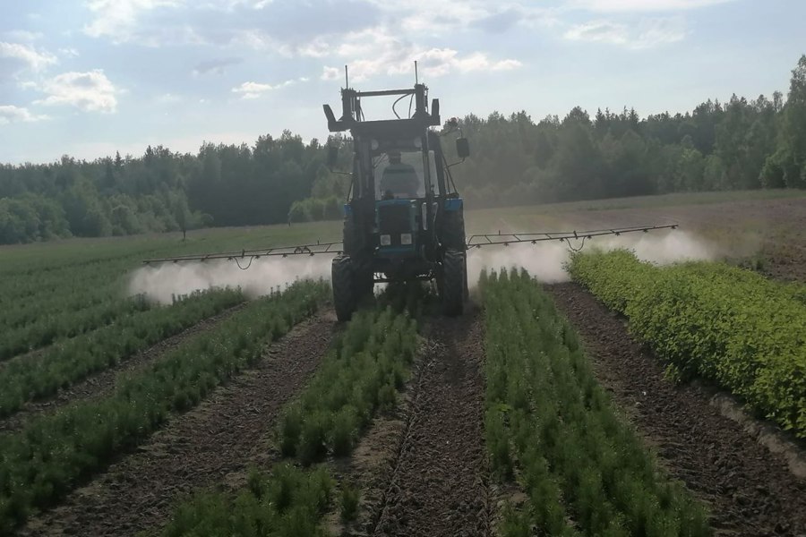 Агротехнический уход в Вурнарском лесничестве (15.06.2024 г.)