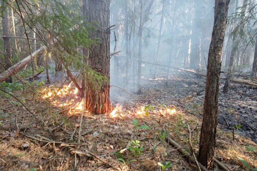 Ликвидация лесных пожаров в заповеднике «Присурский» и на территории Алатырского лесничества (07.07.24)