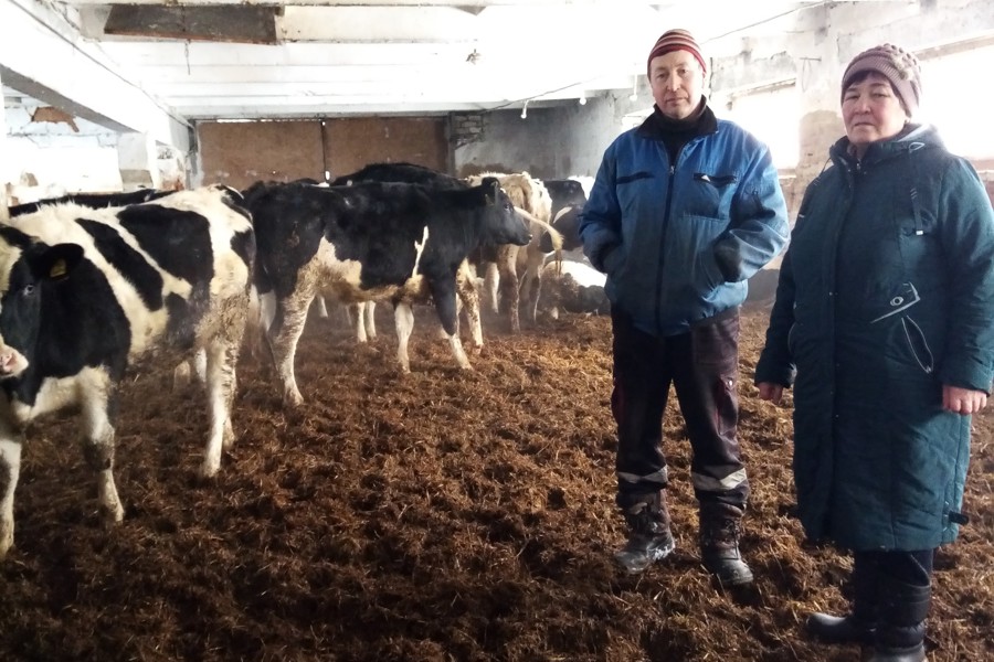 Зимовка скота в хозяйствах Мариинско-Посадского округа