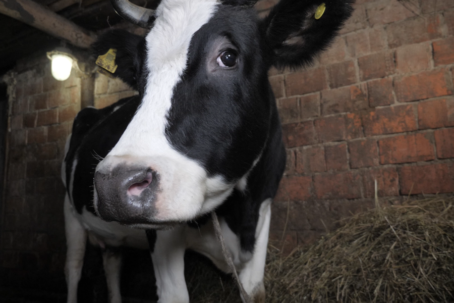 Самозанятые ЛПХ в Чувашии: «Если бы такой господдержки не было, мы бы корову не взяли»