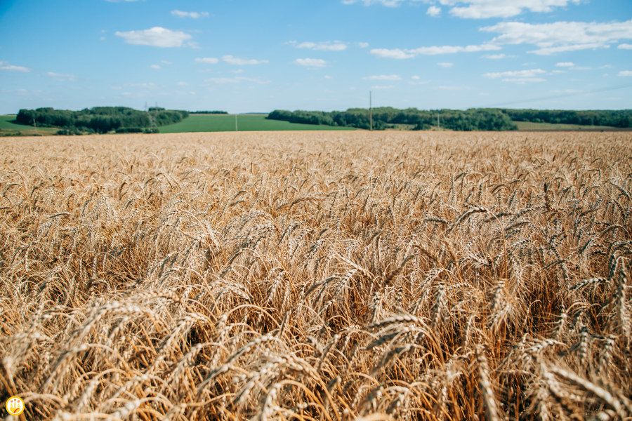 Аграрии Чувашии намолотили более 750 тысяч тонн зерна