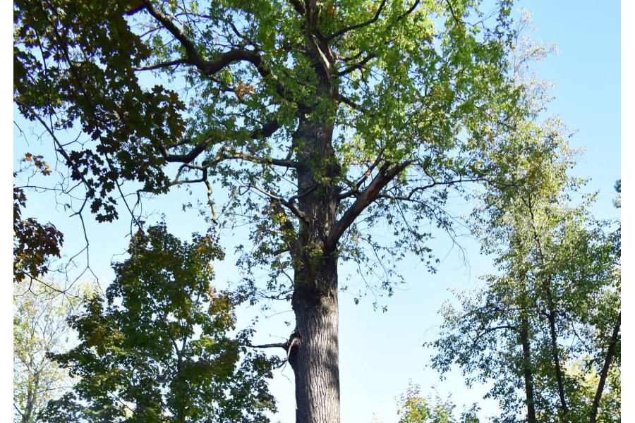 «Дуб Петра Великого» - претендент на звание «Российское дерево года – 2024» из Чувашии