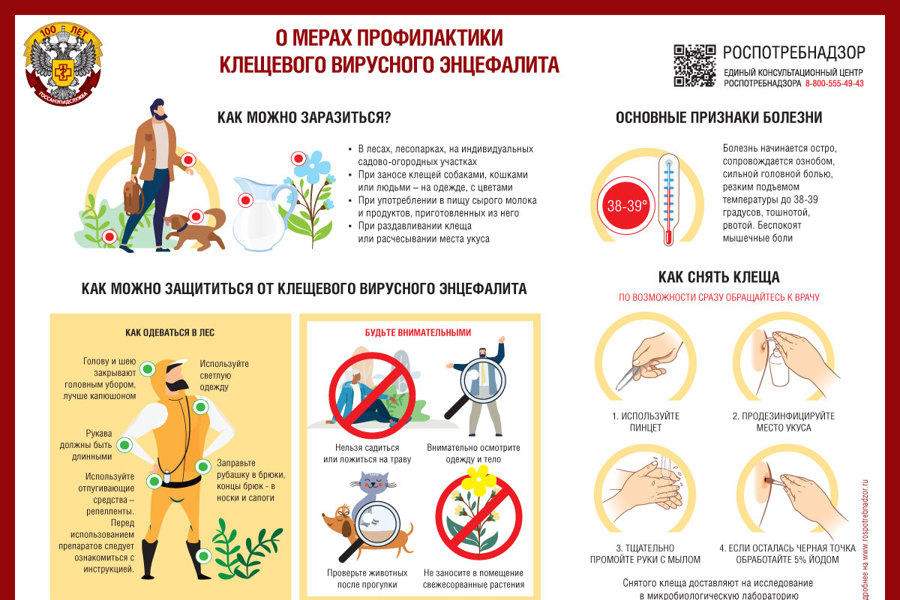 О мерах профилактики клещевого вирусного энцефалита