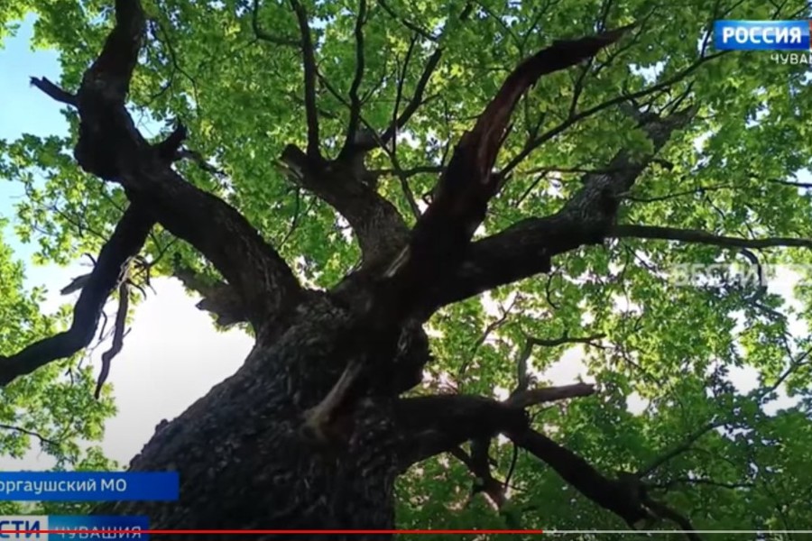 372-летний чувашский дуб стал «Российским деревом года — 2023» // ГТРК «Чувашия. 2023.08.01.