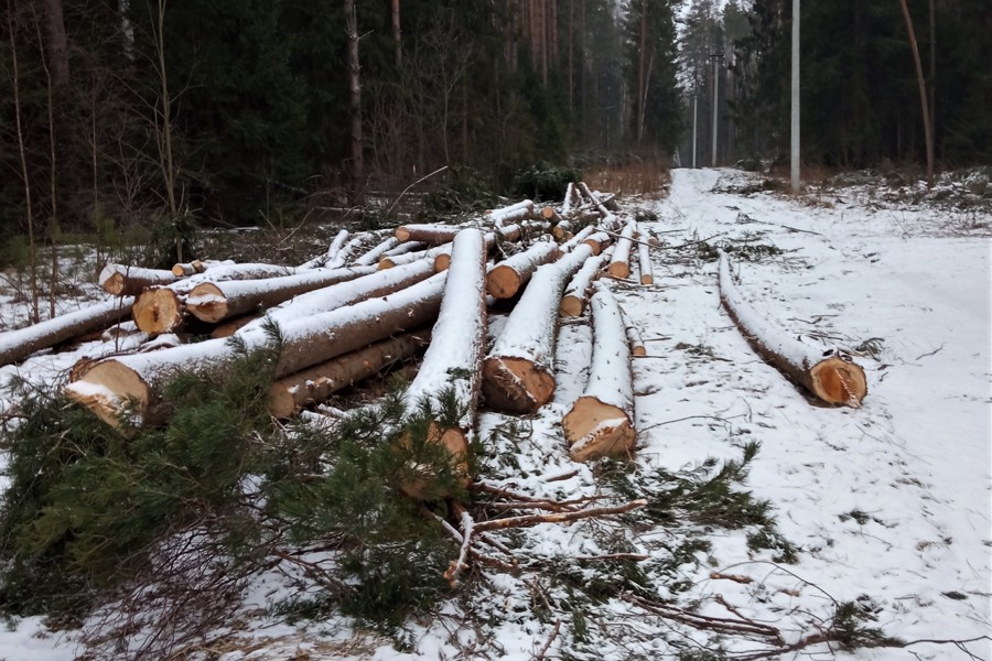 В Чувашии по требованию природоохранного прокурора местным жителем возмещен ущерб, причиненный лесному фонду, в результате незаконной рубки деревьев