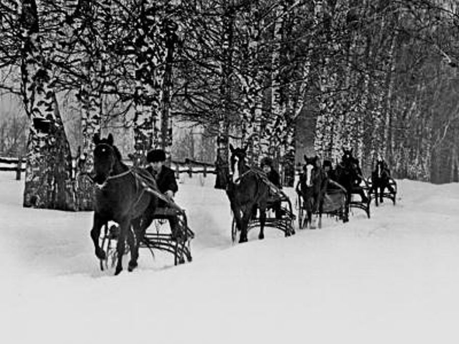 Вековые традиции в одном кадре: лошади на тренировке… (к 100-летию конезавода)