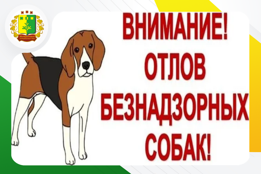 Администрация Шемуршинского округа уведомляет о проведении работ по отлову безнадзорных животных.