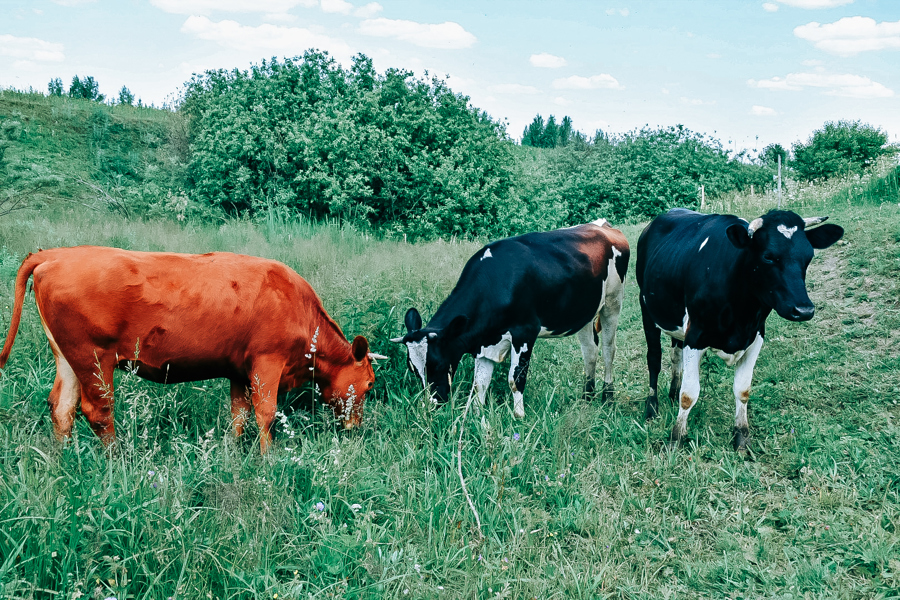 Больше тысячи коров купили самозанятые ЛПХ в Чувашии по господдержке
