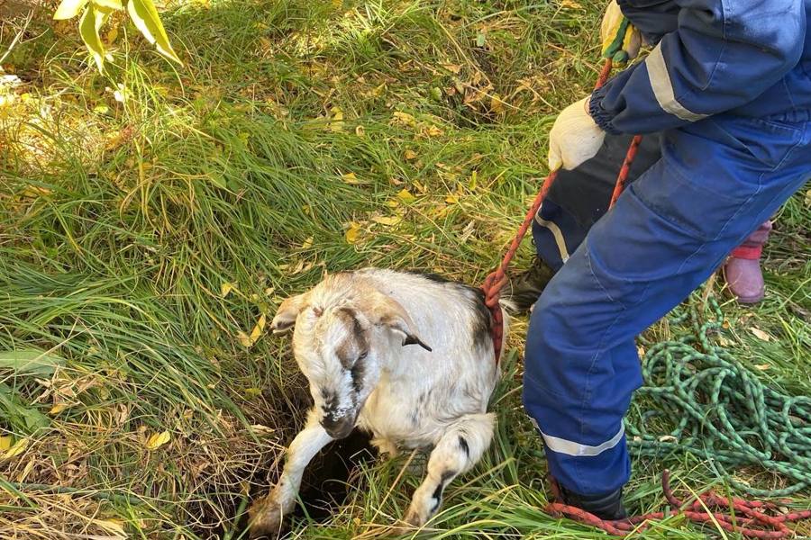 Спасатели ГКЧС Чувашии помогли козочке выбраться из ямы