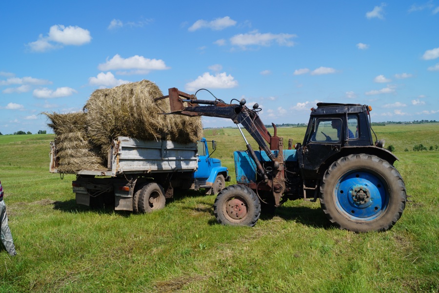 В Моргаушском округе заготовка кормов  набирает обороты