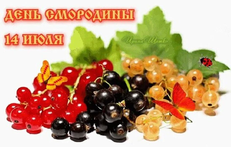 День смородины 14 июля