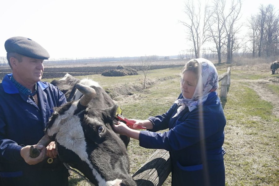 В районах республики ведется обязательная маркировка животных.