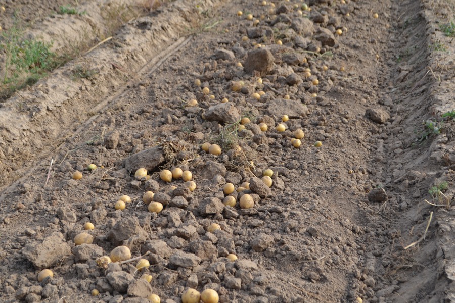 На полях Мариинско-Посадского округа ведется уборка картофеля