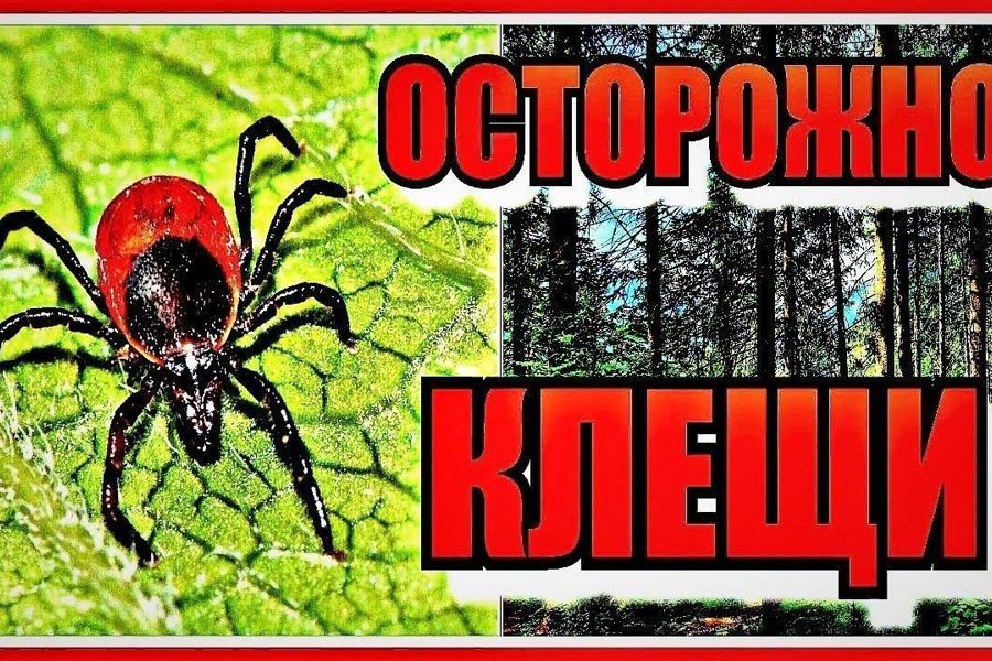 Осторожно – клещи!