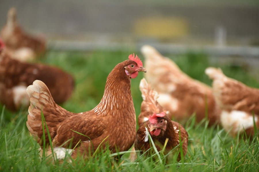 В Чувашии сохраняется статус благополучного региона по высокопатогенному гриппу птиц
