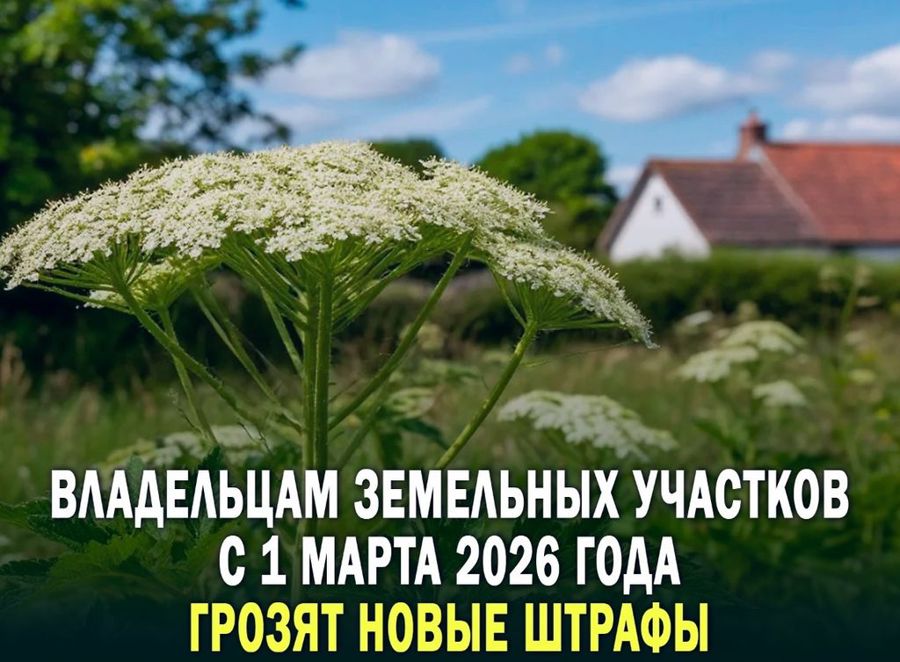 Штраф за инвазивные растения на участке с 1 марта 2026 года