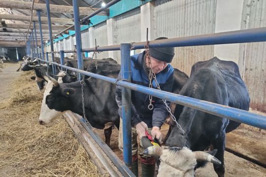 Профилактика сибирской язвы в Алатырском муниципальном округе