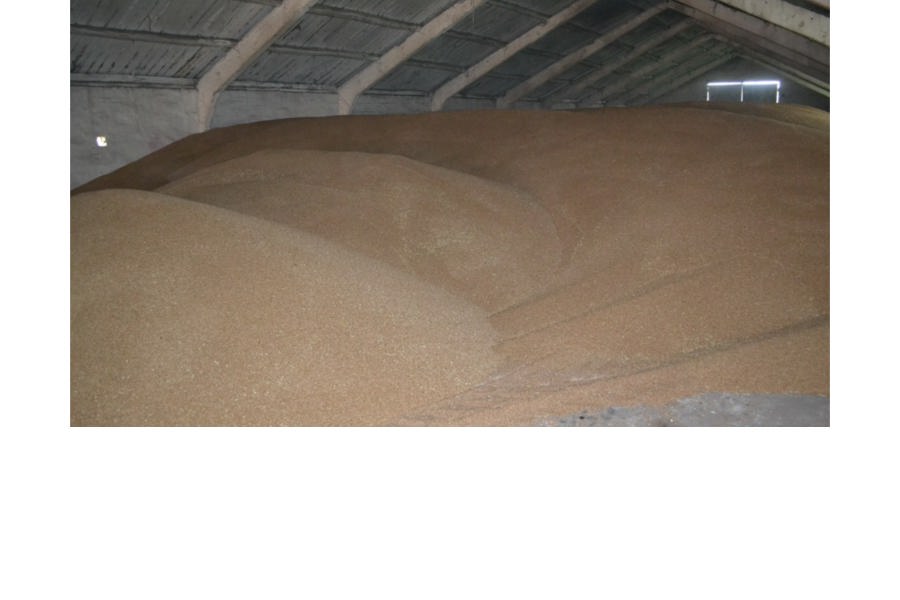 Аграриями Порецкого муниципального округа намолочено более 3 миллионов пудов зерна