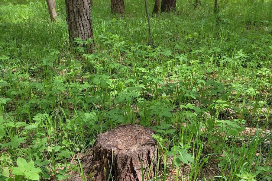 Найден и привлечен к ответственности: лесные инспекторы Минприроды Чувашии выявляют факты незаконных рубок деревьев