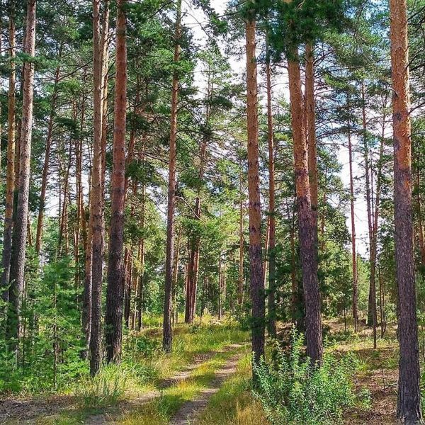 Превью страницы
