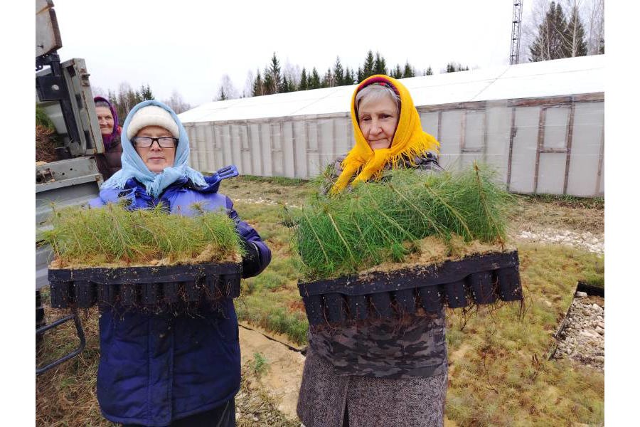 Лесопосадочные работы в Шумерлинском лесничестве (13.04.2025)