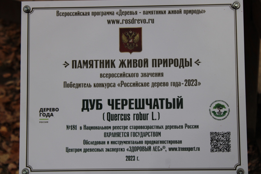 «Победитель конкурса «Российское дерево года – 2023» - у Старейшины чувашских дубрав открыли памятную табличку