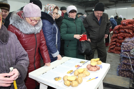 В Чебоксарах началась продажа семенного картофеля в «Каскаде»