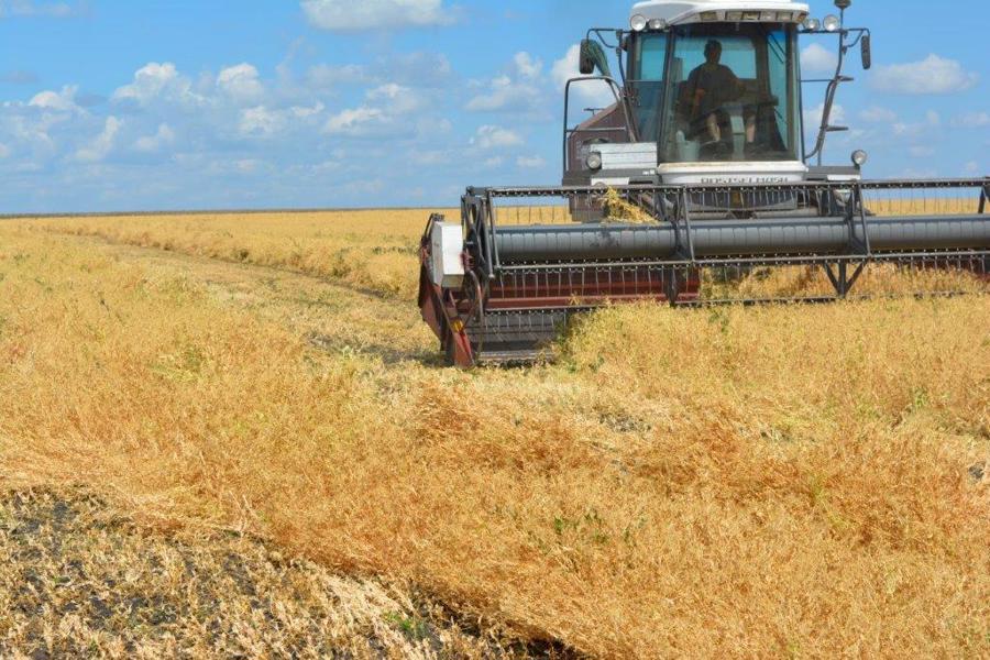 Вести с полей Яльчикского муниципального округа