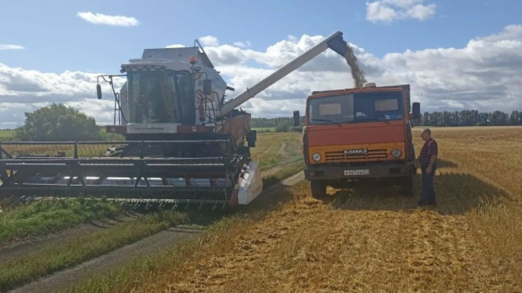 В Шемуршинском муниципальном округе продолжается уборка урожая: оперативные данные на 7 сентября