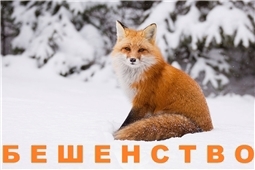 Осторожно! Бешенство!