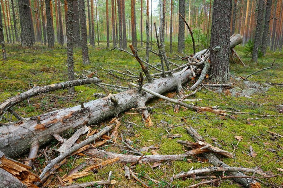 Валежник: основные правила заготовки