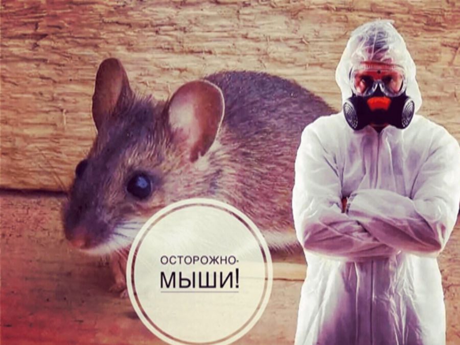Осторожно-мыши!