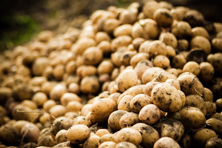 Цивильские аграрии закончили уборку картофеля