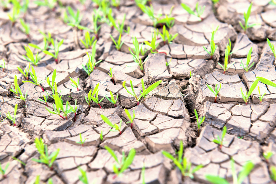 Почвенная засуха: в  четырех округах Чувашии введен режим чрезвычайной ситуации