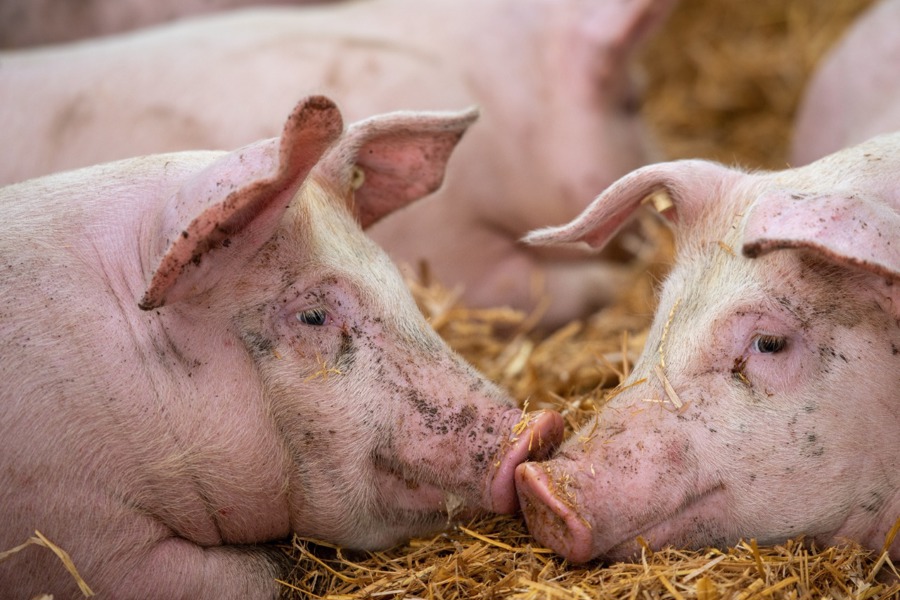 Ветспециалисты Ибресинского муниципального округа провели обследование партии свиней, поступивших в ОАО «Рассвет».