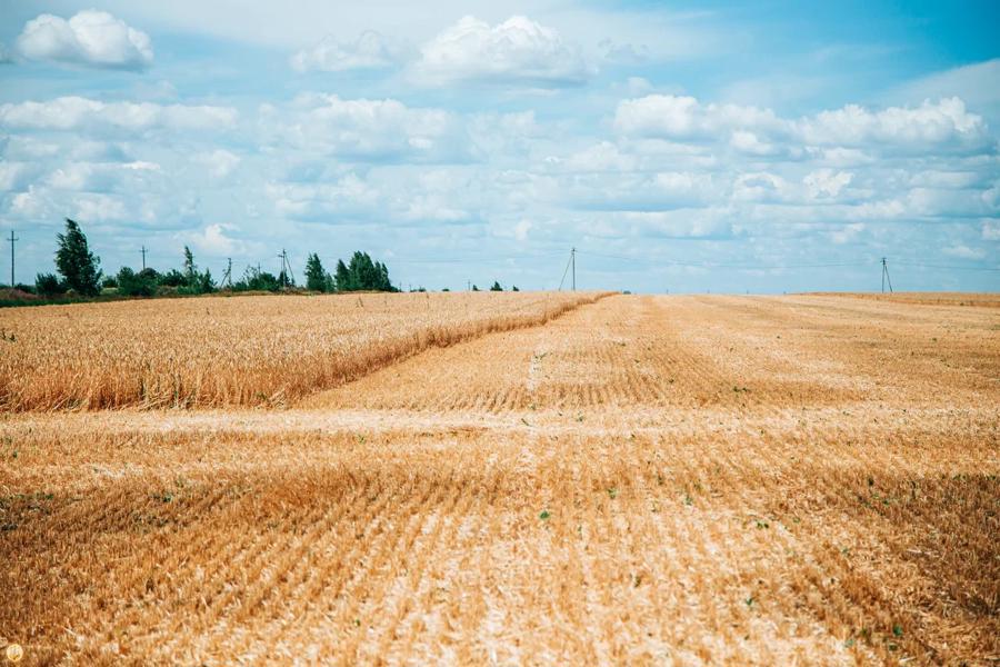 Агродайджест: поставка еды, регистрация животных, вино,  бананы и субсидии