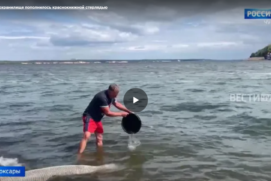 Чебоксарское водохранилище пополнилось краснокнижной стерлядью // ГТРК «Чувашия».  2024.08.23.