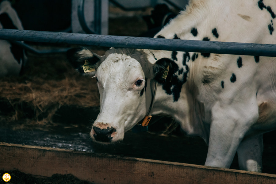 Новые субсидии на искусственное осеменение коров предоставят самозанятым с подсобным хозяйством в Чувашии