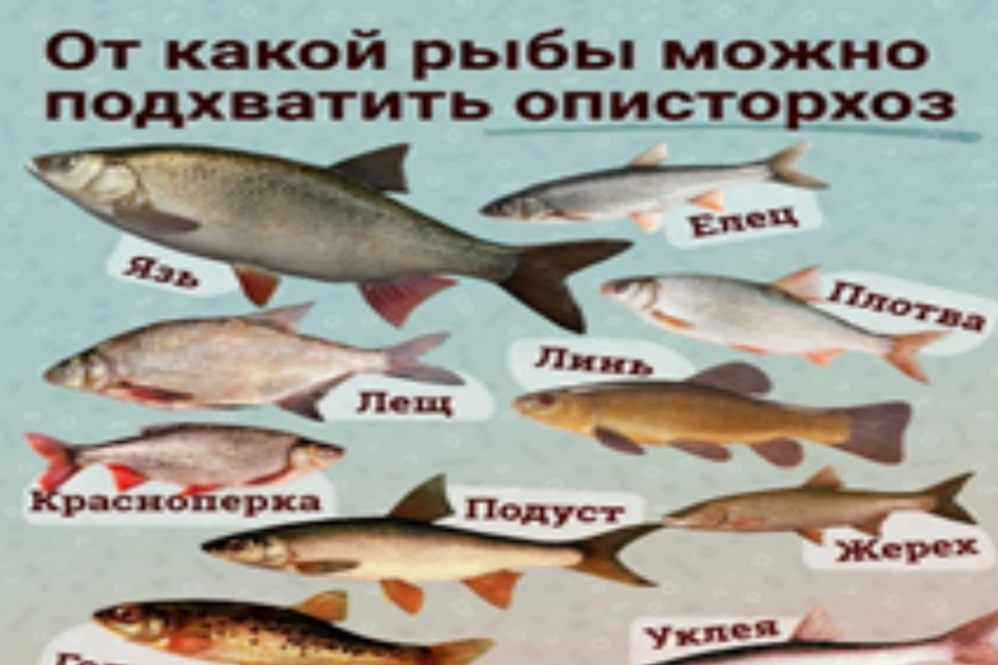 ЧТО ТАКОЕ  описторхоз?