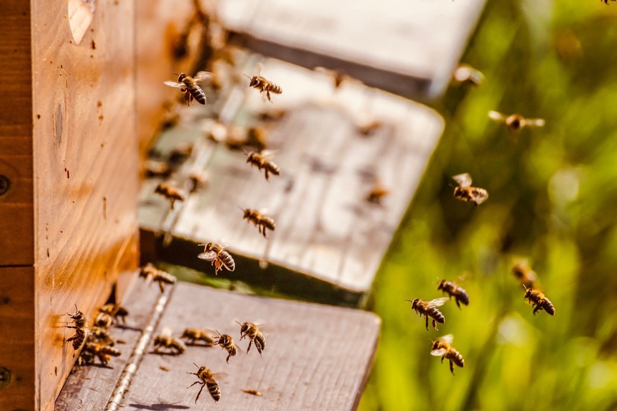 Вниманию пчеловодов! С 18 сентября по 1 октября ООО «КиПиАй Агро» будет проводить работы по обработке полей средствами защиты растений