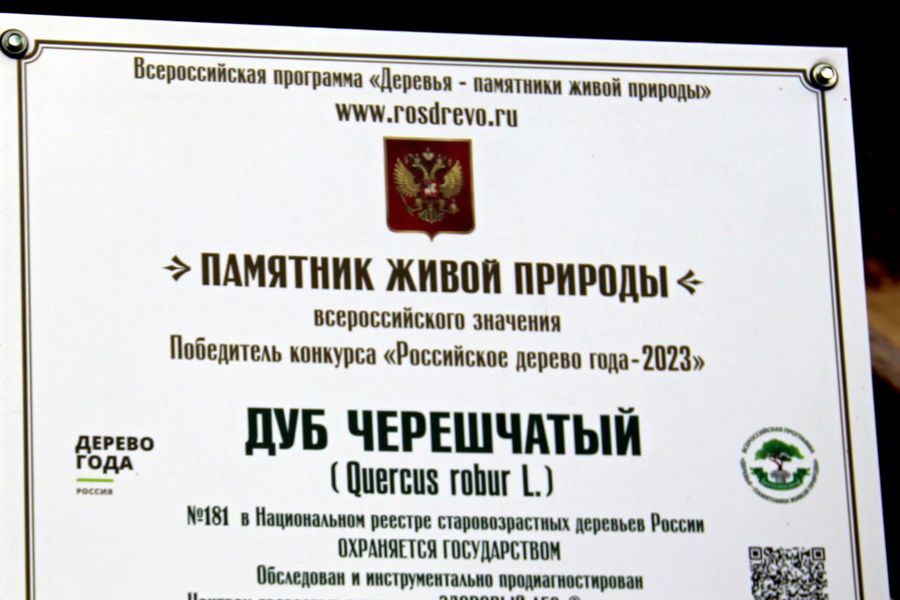 У «Старейшины чувашских дубов» состоялось торжественное открытие таблички «Победитель конкурса «Российское древо года – 2023»