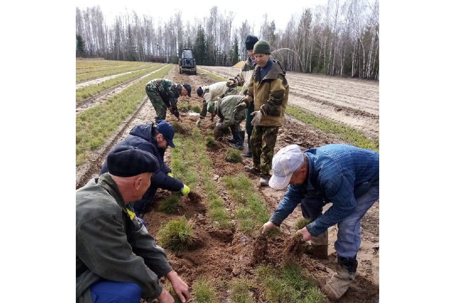 Искусственное лесовосстановление в Ибресинском лесничестве (15.04.2024)