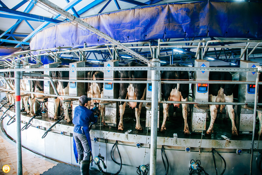 Лучшего оператора машинного доения коров определят в Чувашии