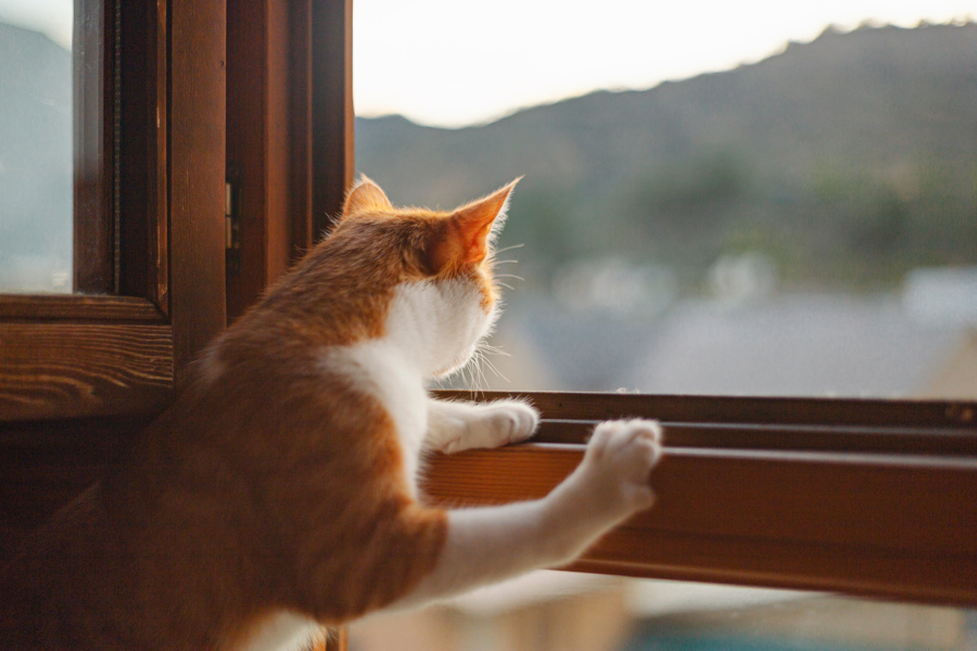 Кошки не птицы: как защитить питомца от выпадения из окна