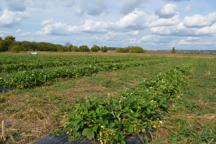 Выращивание плодово-ягодных культур в Мариинско-Посадском округе